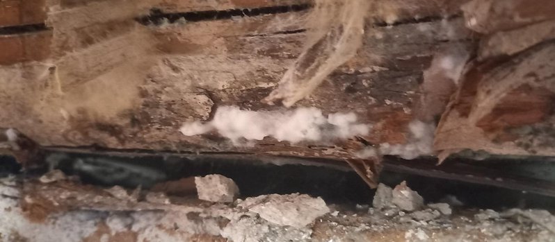 Mérule pleureuse sur poutre en bois